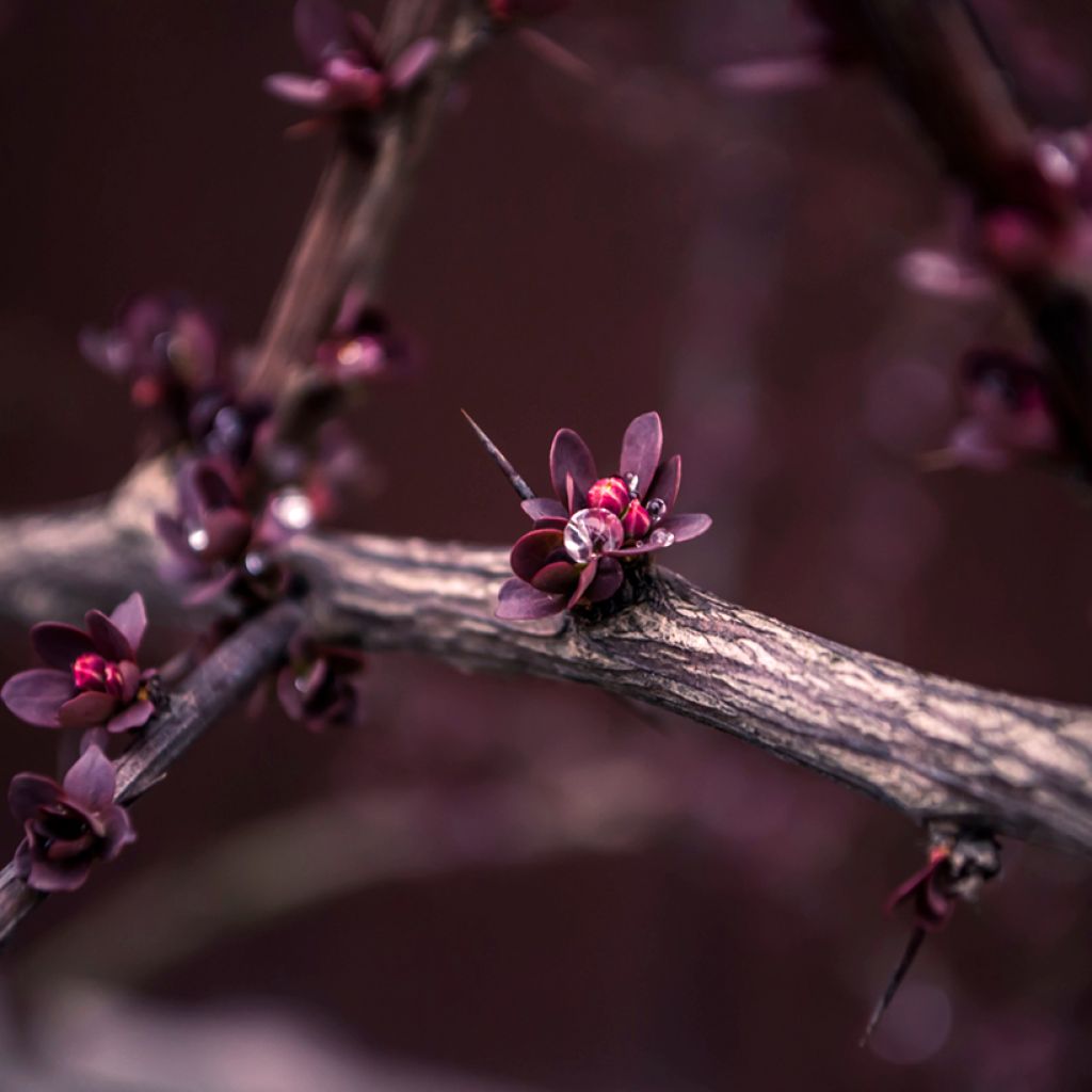 Agracejo - Berberis ottawensis Superba