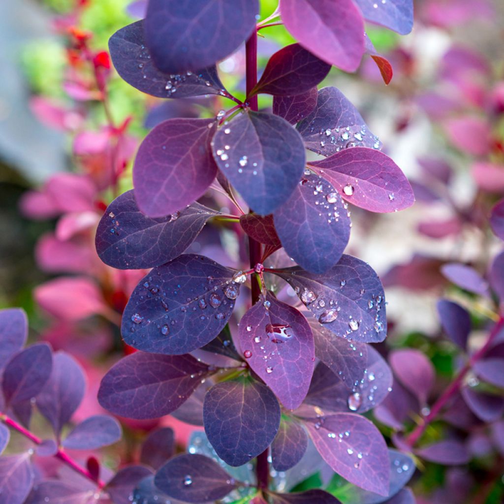 Agracejo - Berberis ottawensis Superba