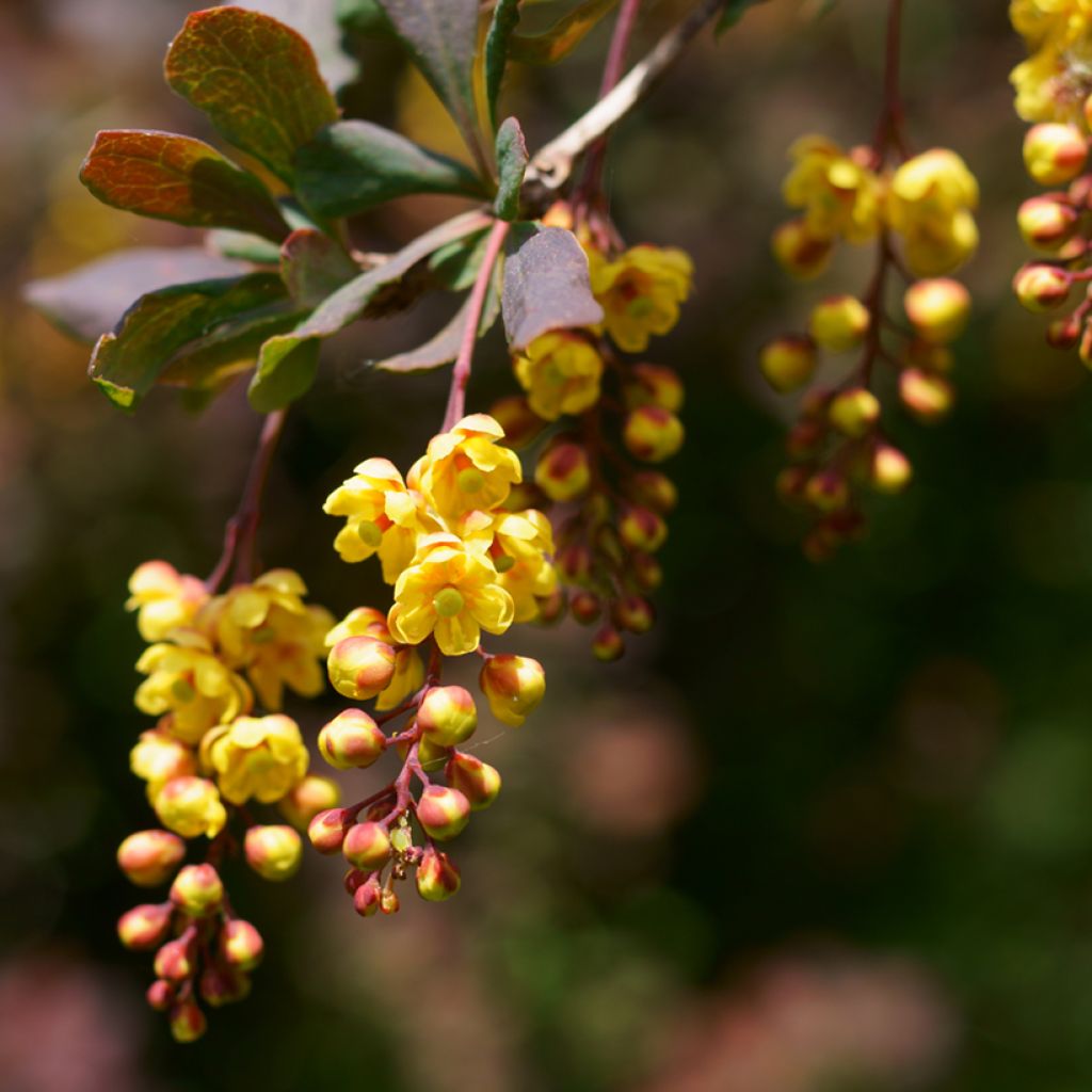 Agracejo - Berberis ottawensis Superba