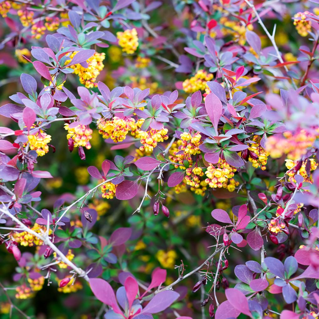 Agracejo - Berberis ottawensis Superba