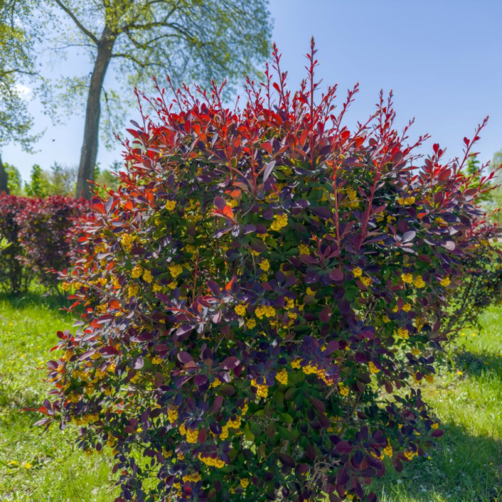 Agracejo - Berberis ottawensis Superba