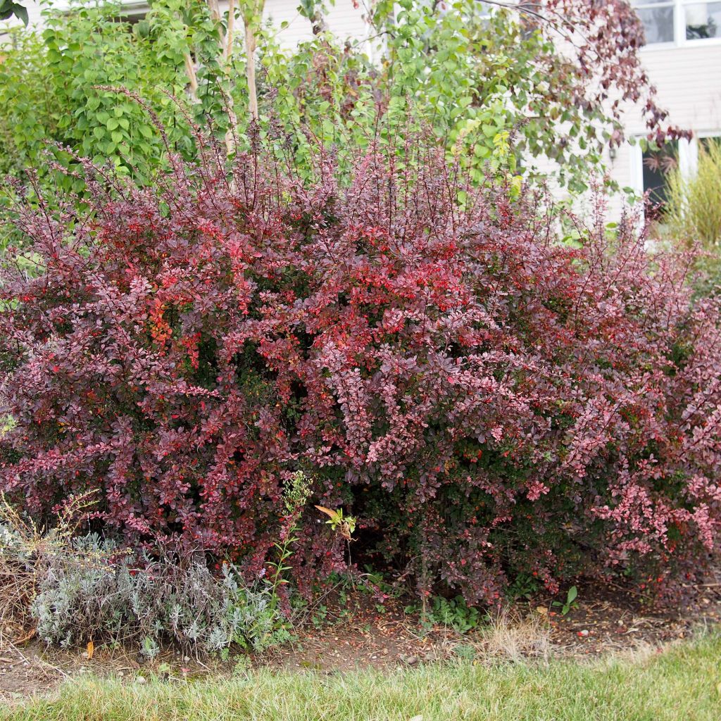 Agracejo japonés - Berberis thunbergii