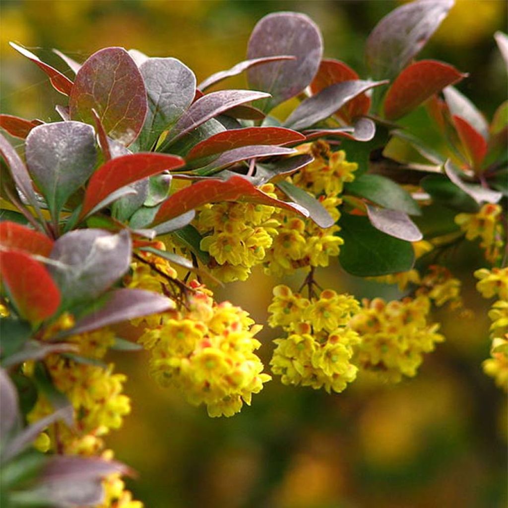 Agracejo japonés - Berberis thunbergii