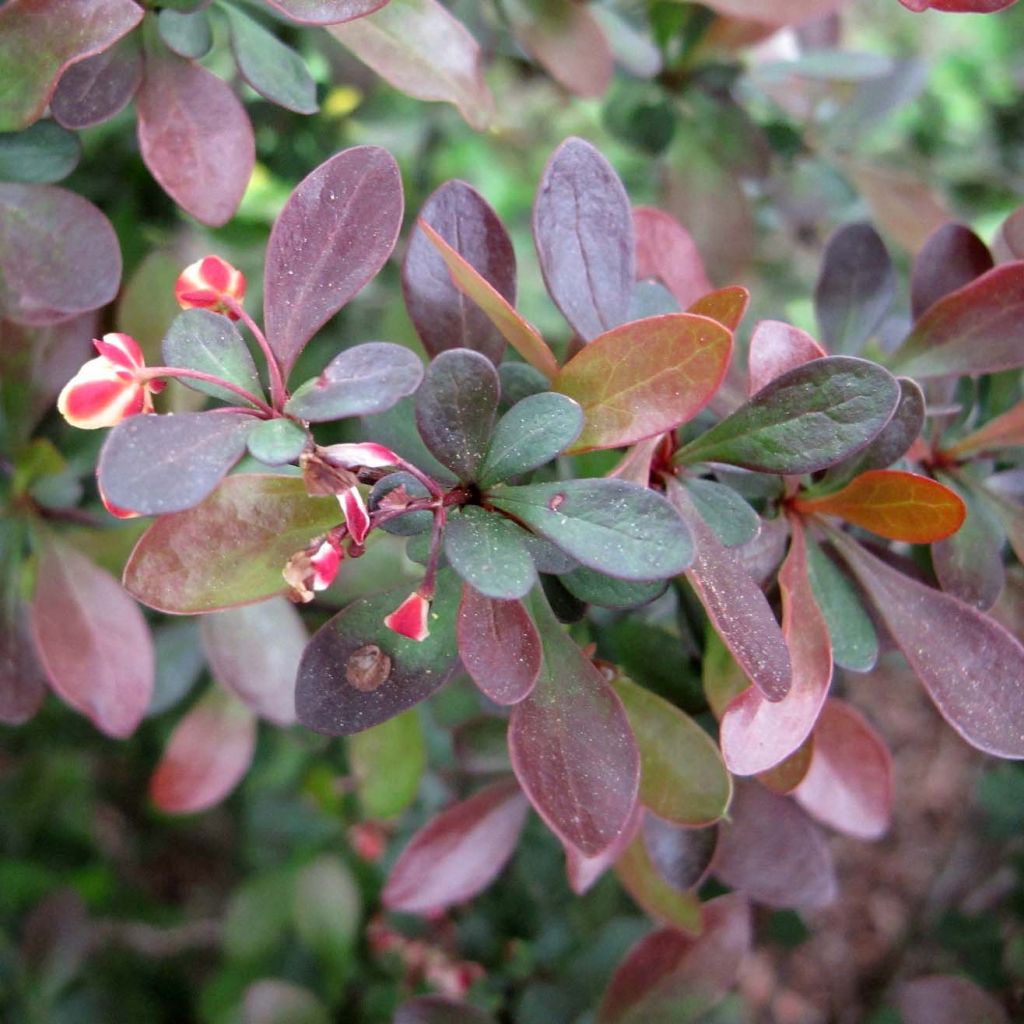 Agracejo japonés - Berberis thunbergii