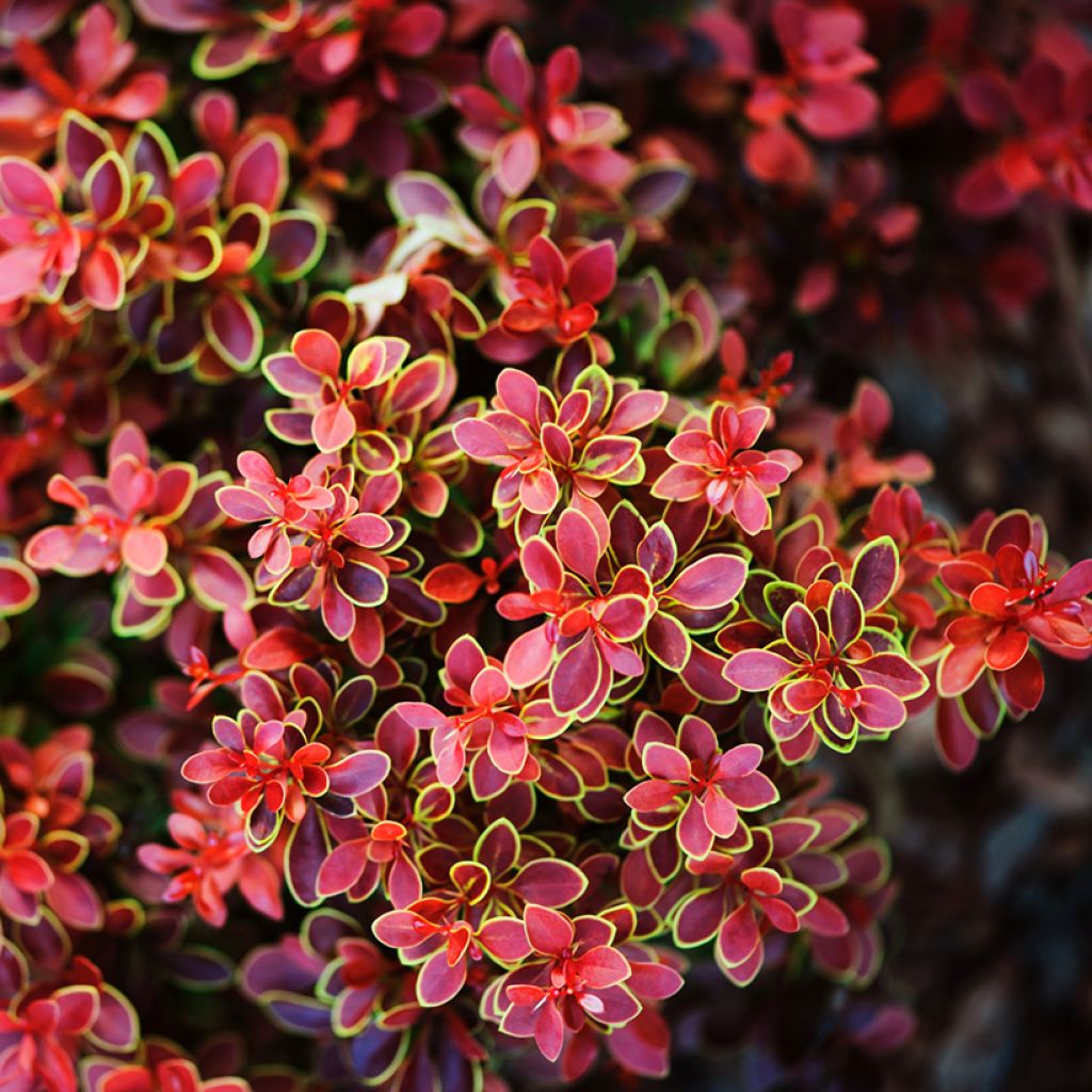 Agracejo rojo - Berberis thunbergii Admiration