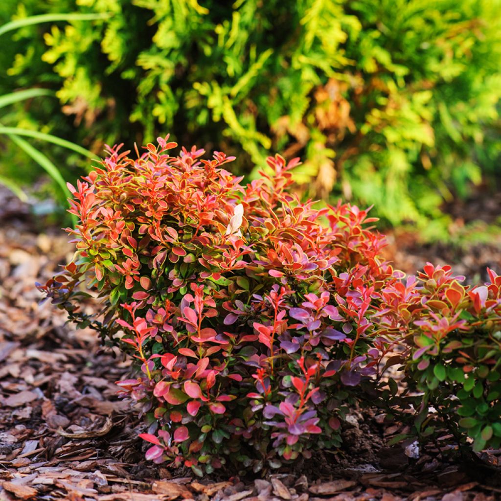 Agracejo rojo - Berberis thunbergii Admiration