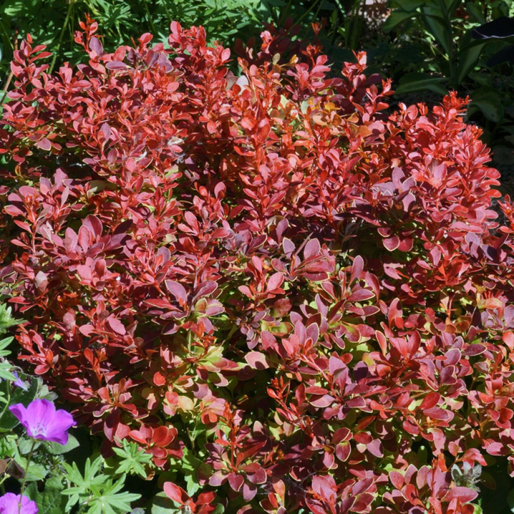 Agracejo rojo - Berberis thunbergii Admiration