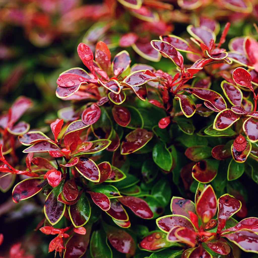 Agracejo rojo - Berberis thunbergii Admiration