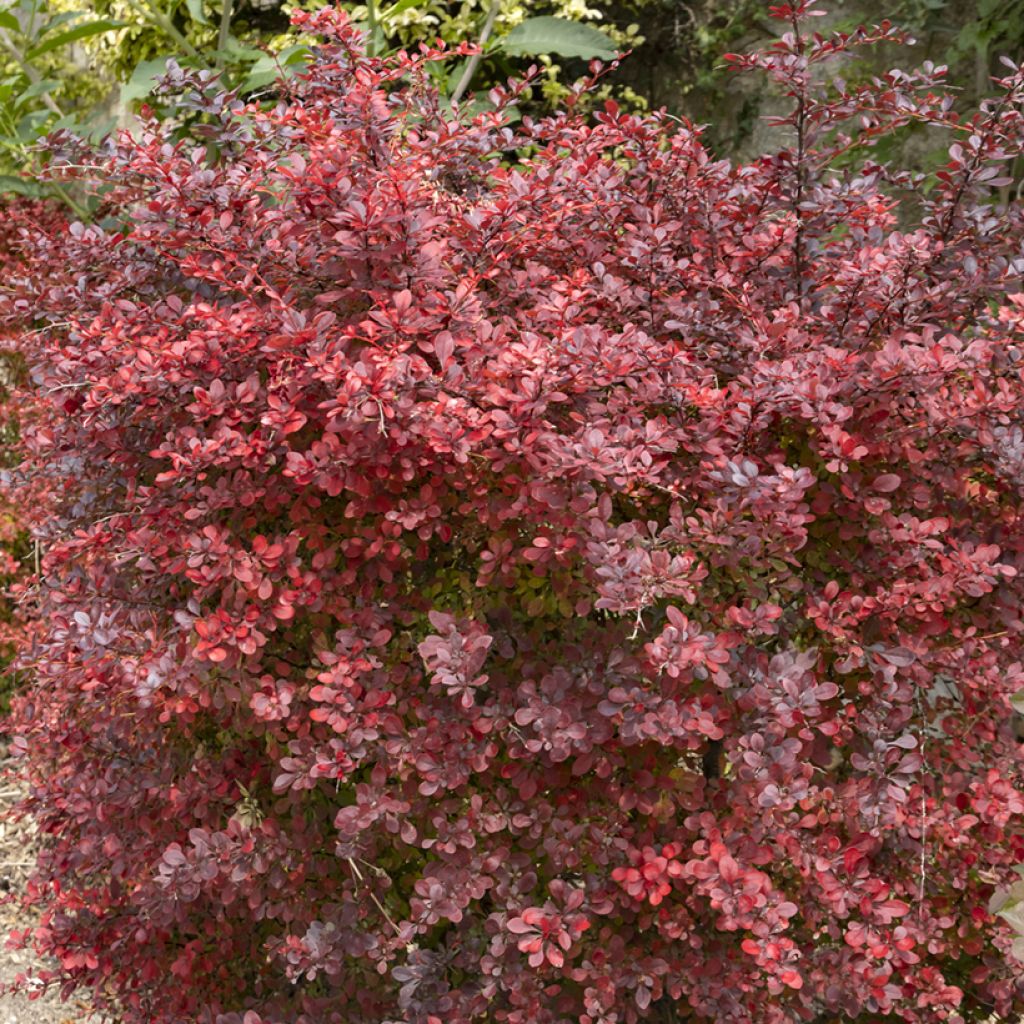 Agracejo rojo - Berberis thunbergii Atropurpurea