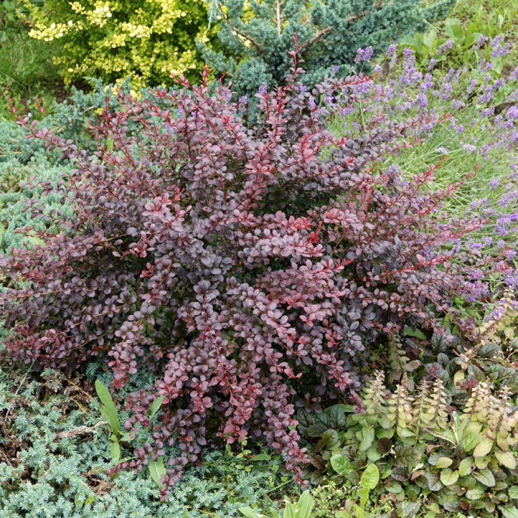 Agracejo rojo - Berberis thunbergii Atropurpurea