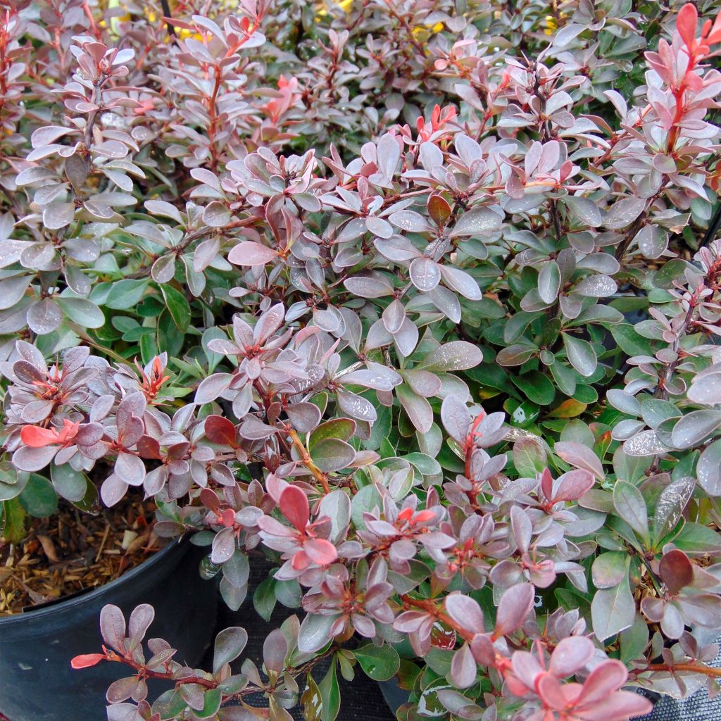 Agracejo rojo - Berberis thunbergii Atropurpurea Nana