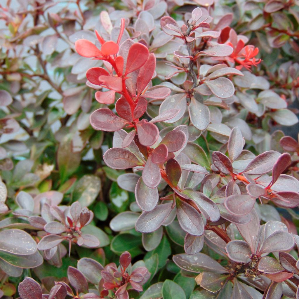 Agracejo rojo - Berberis thunbergii Atropurpurea Nana