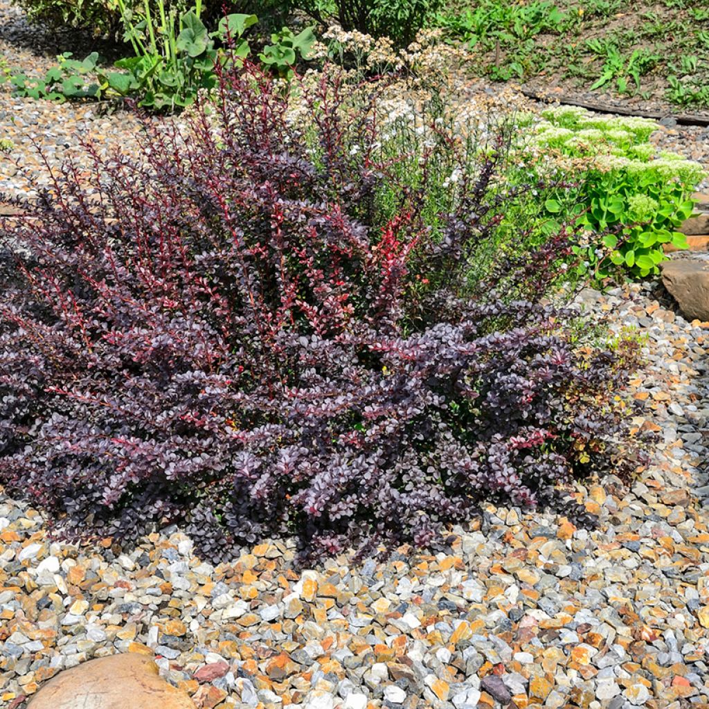 Agracejo rojo - Berberis thunbergii Atropurpurea Nana