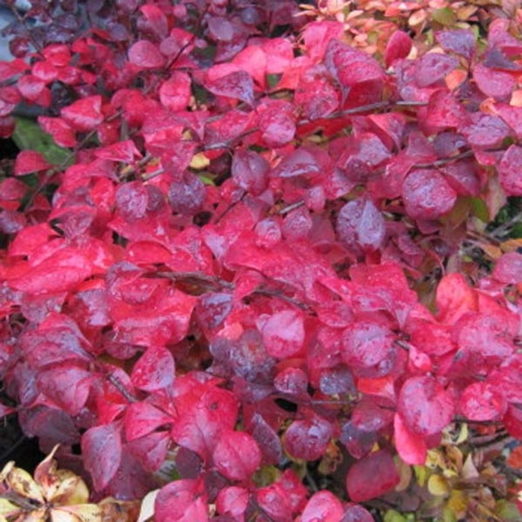 Agracejo rojo - Berberis thunbergii Atropurpurea