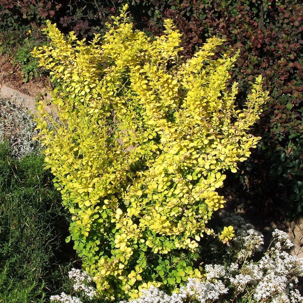 Agracejo japonés Aurea - Berberis thunbergii