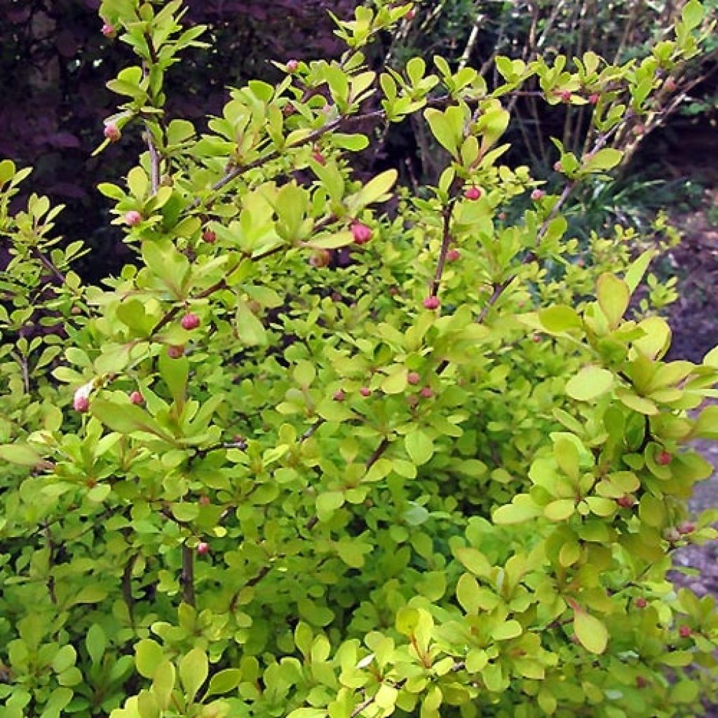 Agracejo japonés Aurea - Berberis thunbergii