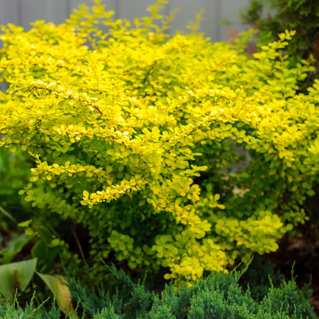 Agracejo japonés Aurea - Berberis thunbergii