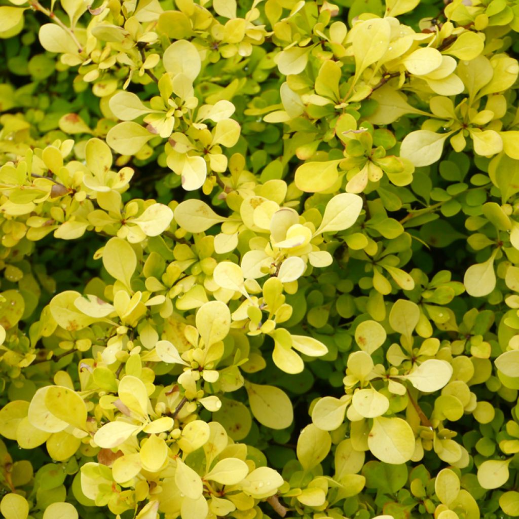 Agracejo japonés Aurea - Berberis thunbergii