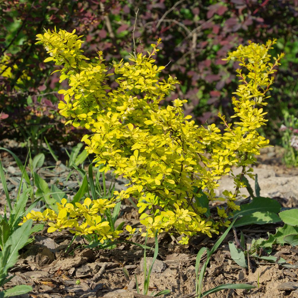 Agracejo japonés Aurea - Berberis thunbergii