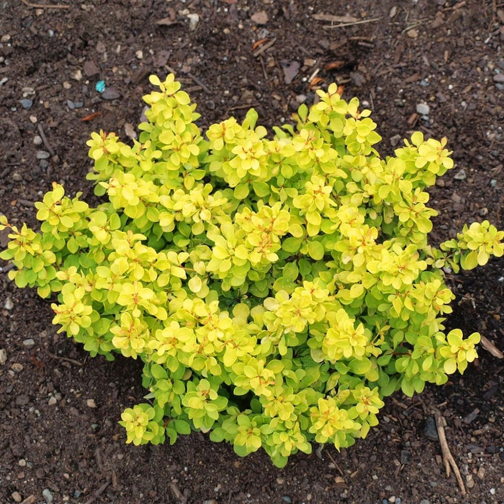 Agracejo japonés - Berberis thunbergii Bonanza Gold