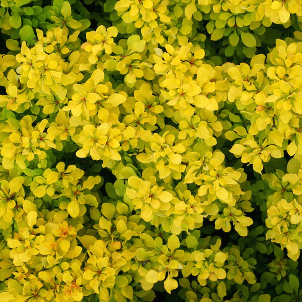 Agracejo japonés - Berberis thunbergii Bonanza Gold