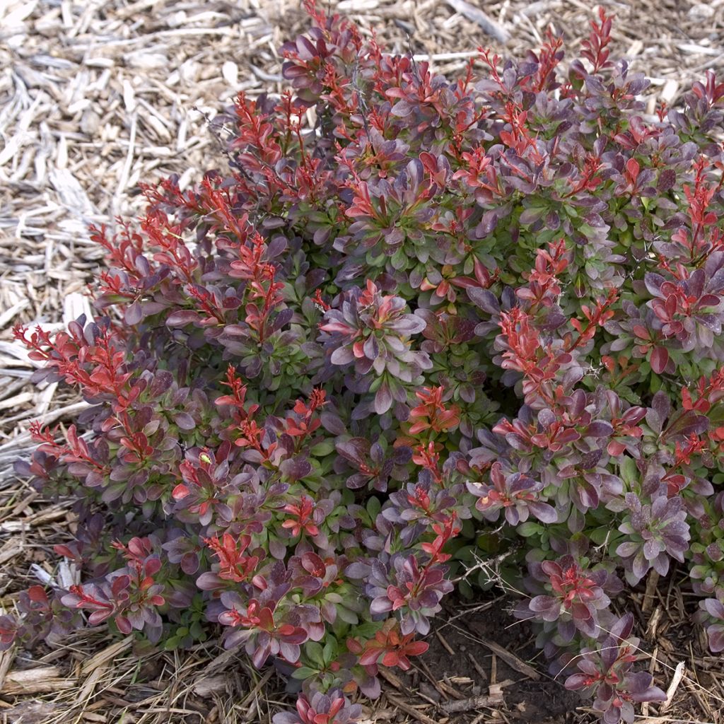 Agracejo japonés - Berberis thunbergii Cabernet