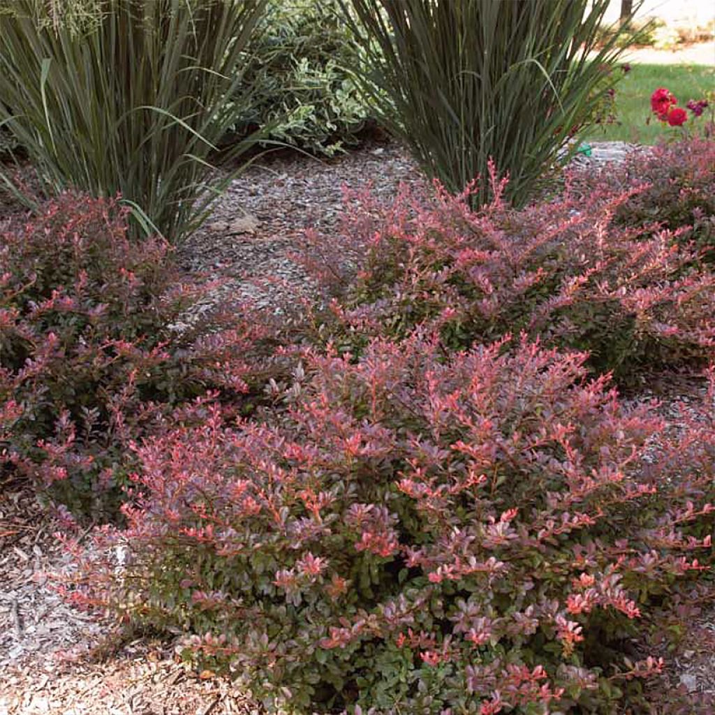 Agracejo japonés - Berberis thunbergii Cabernet