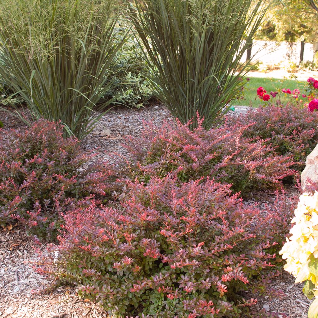 Agracejo japonés - Berberis thunbergii Cabernet