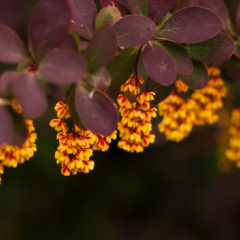 Agracejo japonés - Berberis thunbergii