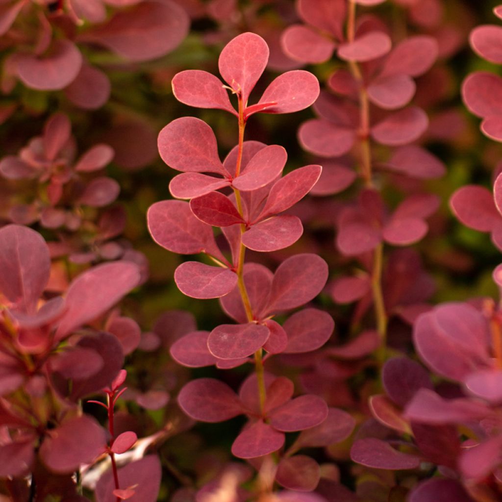 Agracejo japonés - Berberis thunbergii