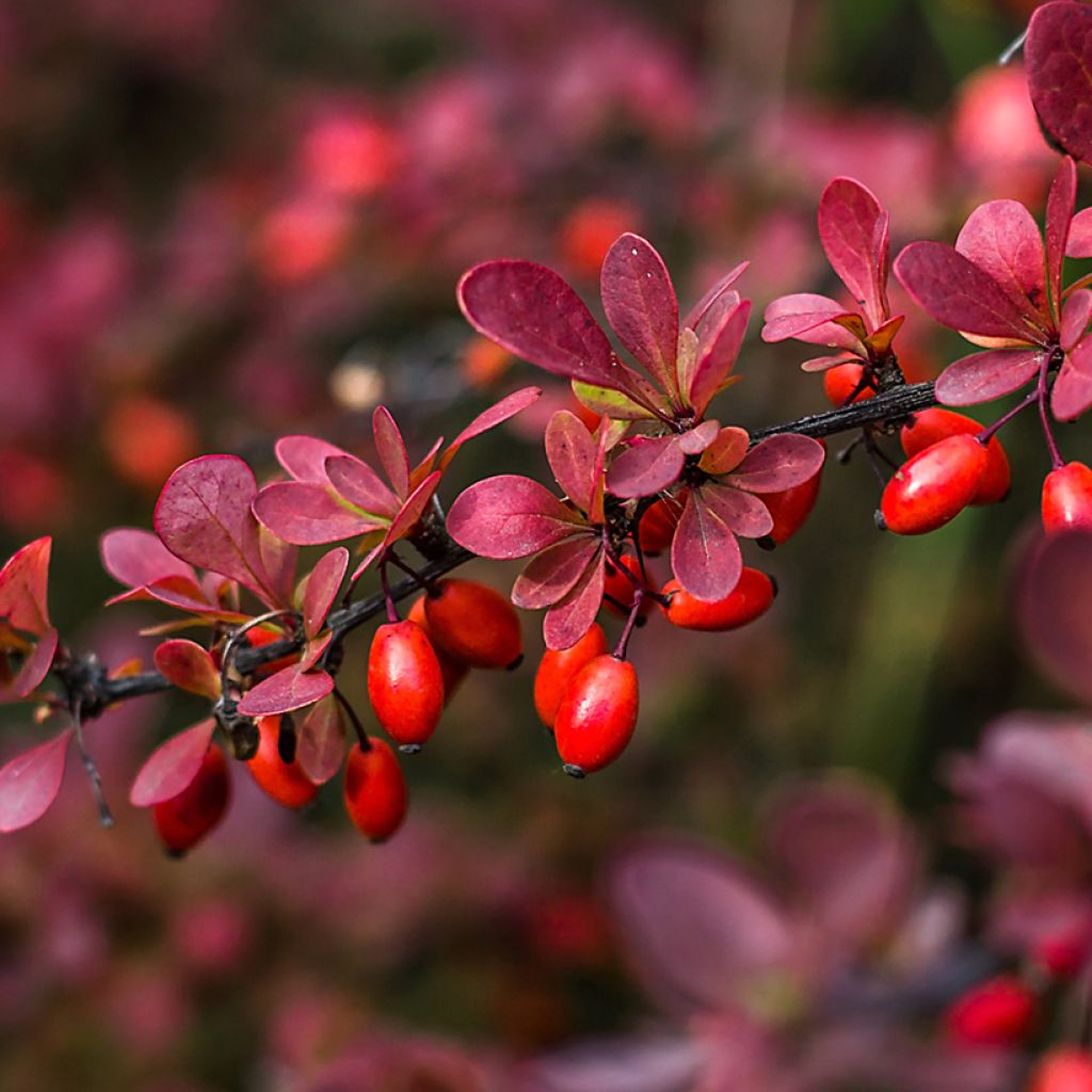 Agracejo japonés - Berberis thunbergii