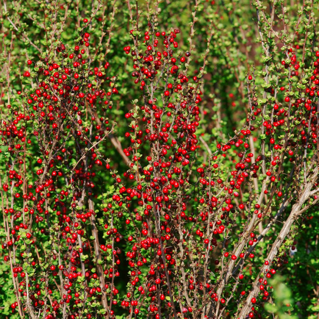 Agracejo japonés - Berberis thunbergii Erecta