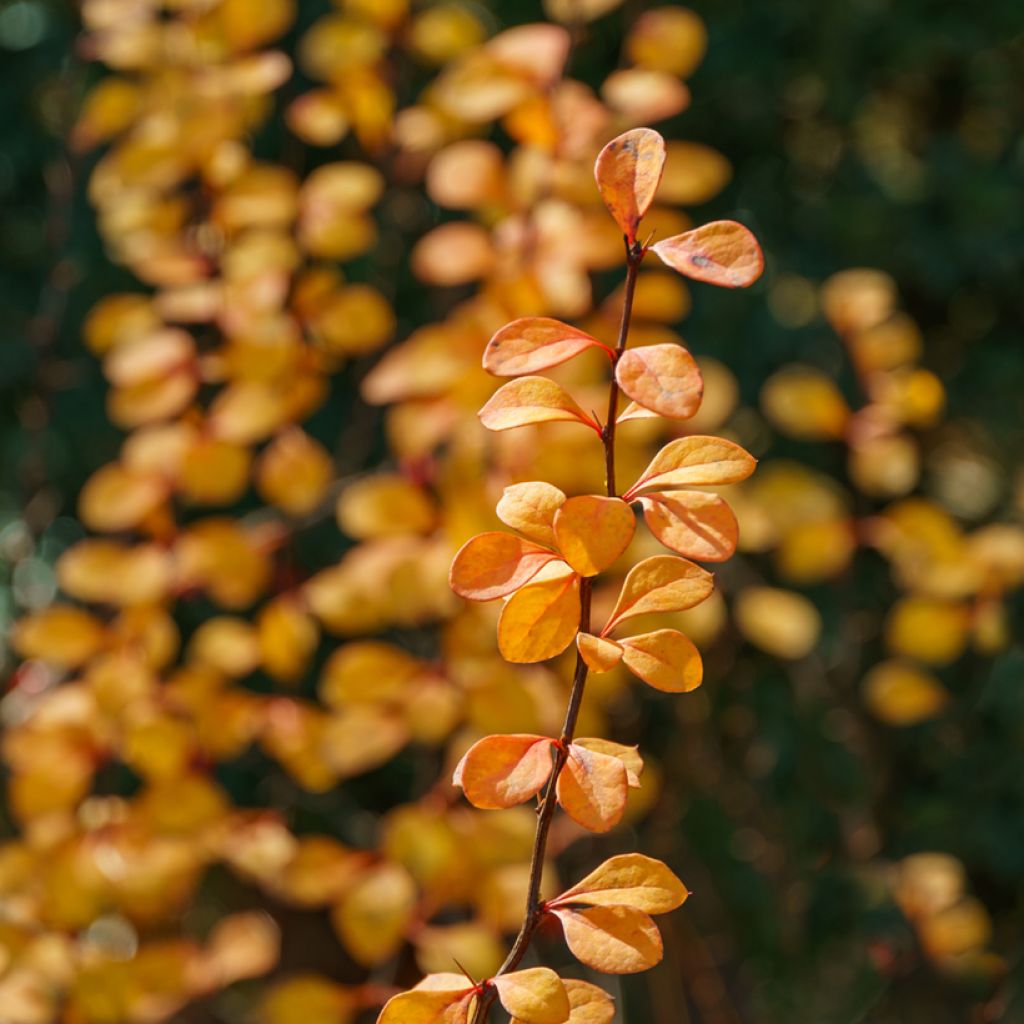 Agracejo japonés - Berberis thunbergii Erecta