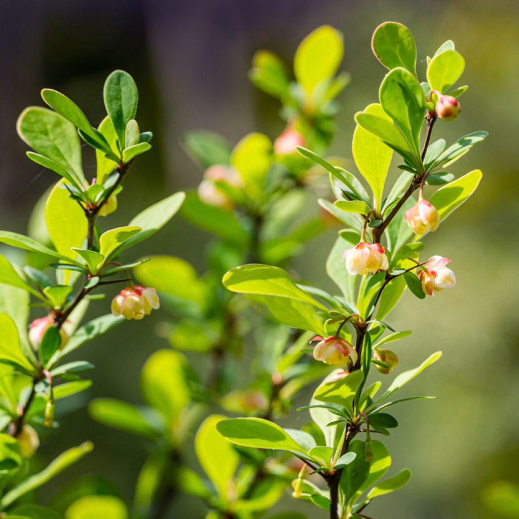 Agracejo japonés - Berberis thunbergii Erecta