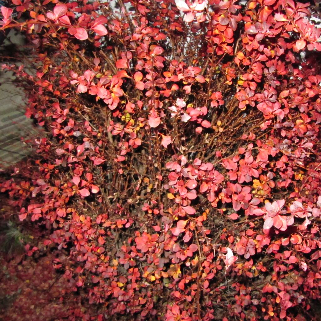 Agracejo japonés - Berberis thunbergii Fireball