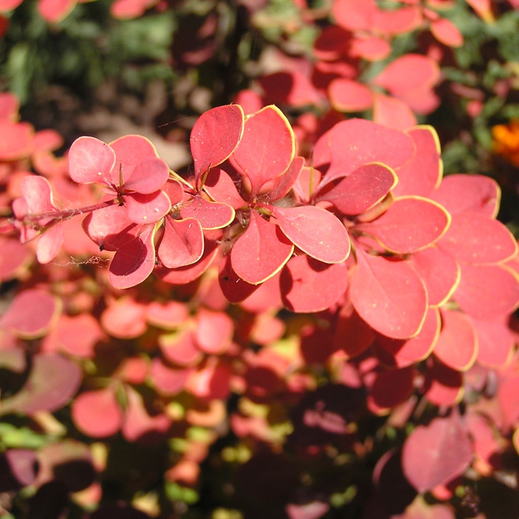 Agracejo japonés - Berberis thunbergii Fireball