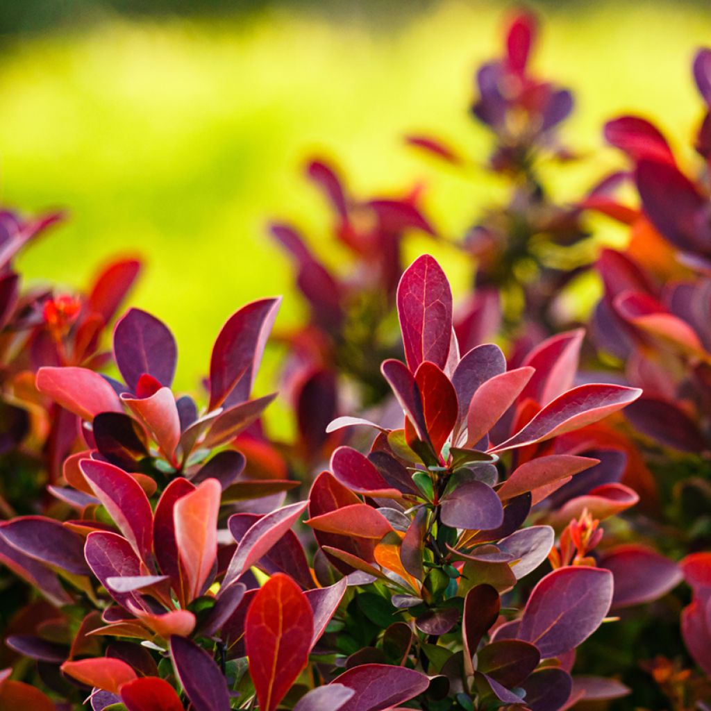 Agracejo japonés - Berberis thunbergii Fireball