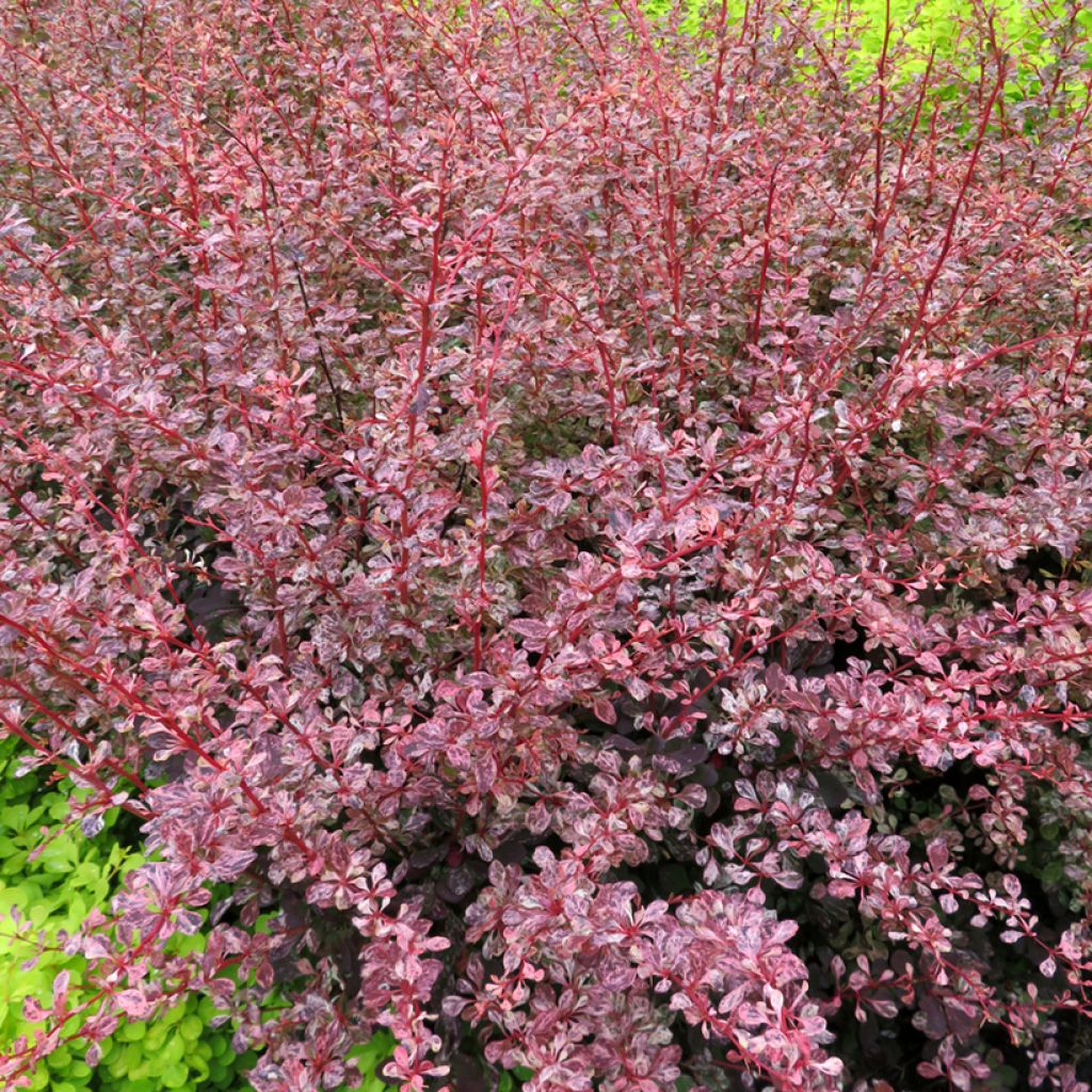 Agracejo japonés - Berberis thunbergii Flamingo