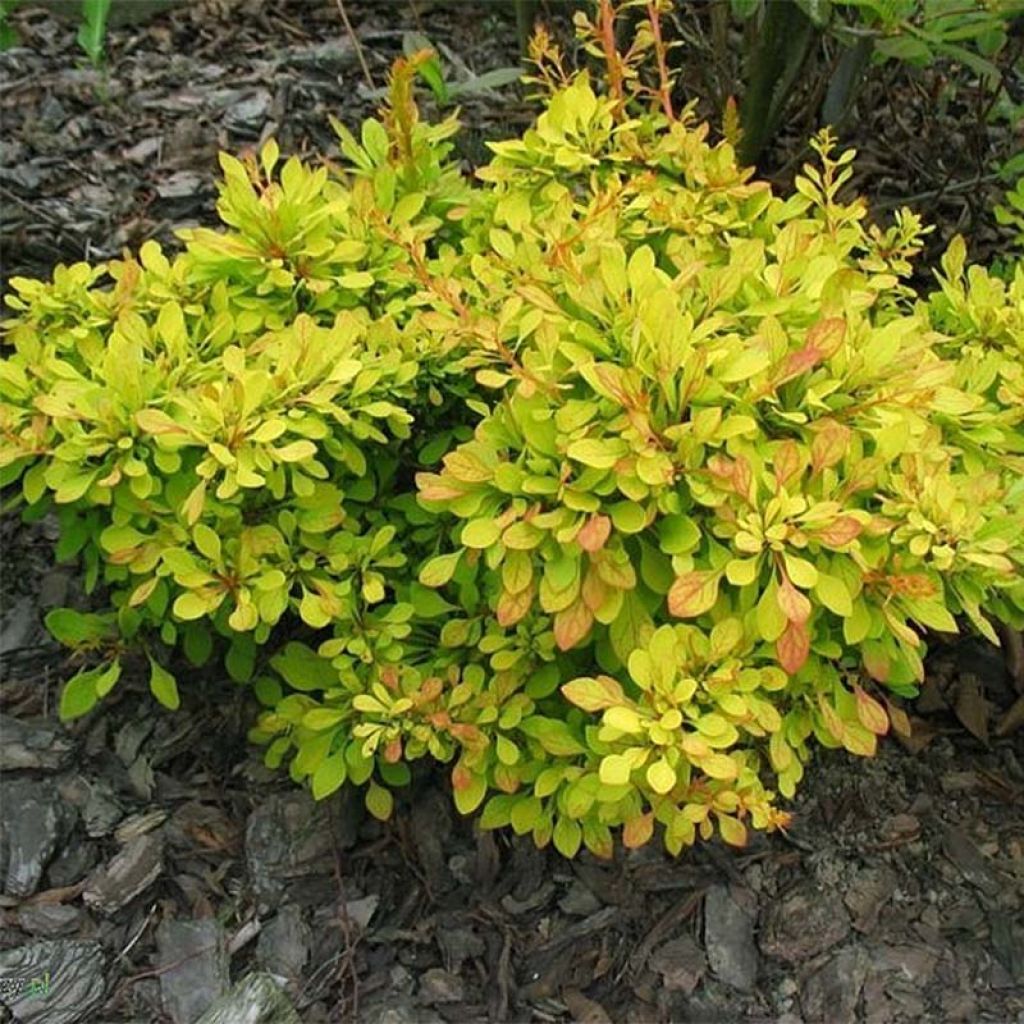 Agracejo japonés - Berberis thunbergii Golden Carpet