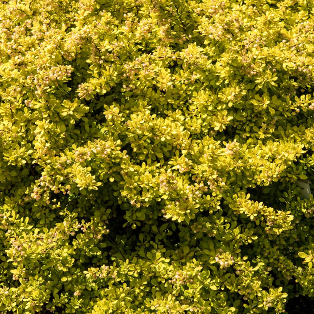 Agracejo japonés - Berberis thunbergii Golden Carpet