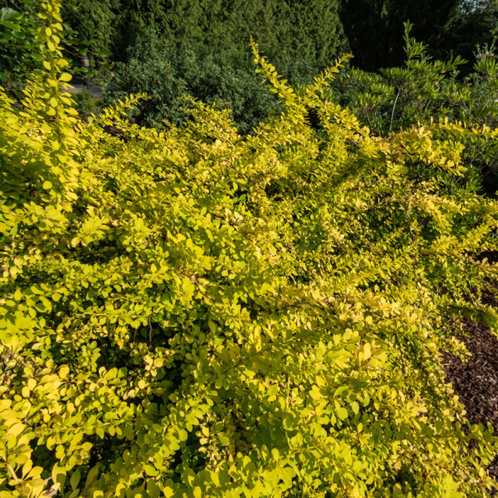 Agracejo japonés - Berberis thunbergii Golden Carpet