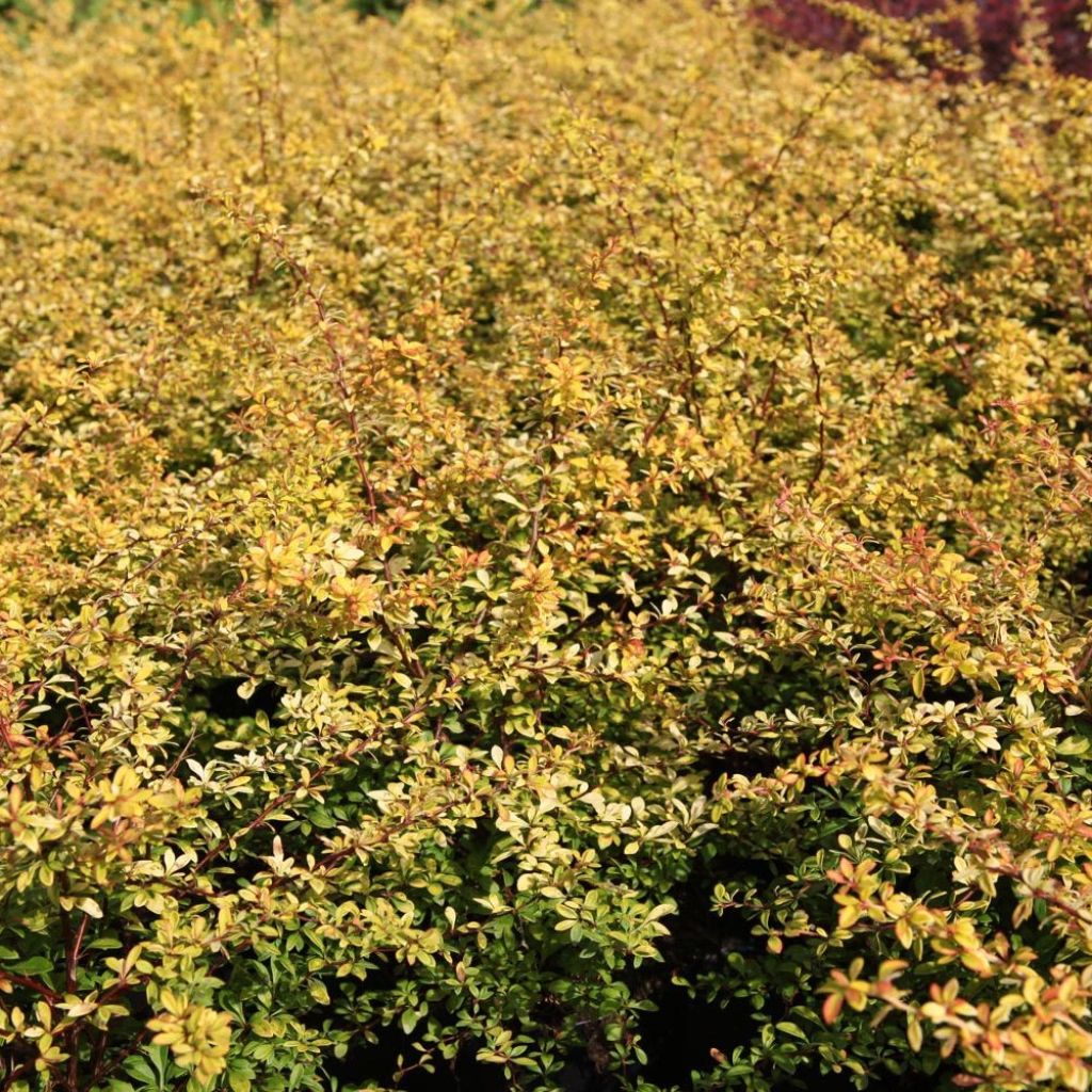 Agracejo japonés - Berberis thunbergii Golden Dream