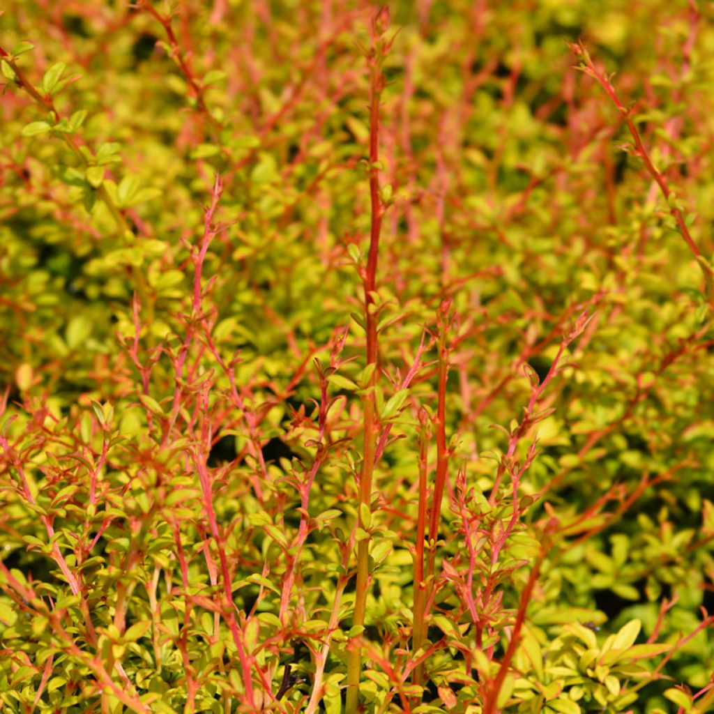 Agracejo japonés - Berberis thunbergii Golden Dream