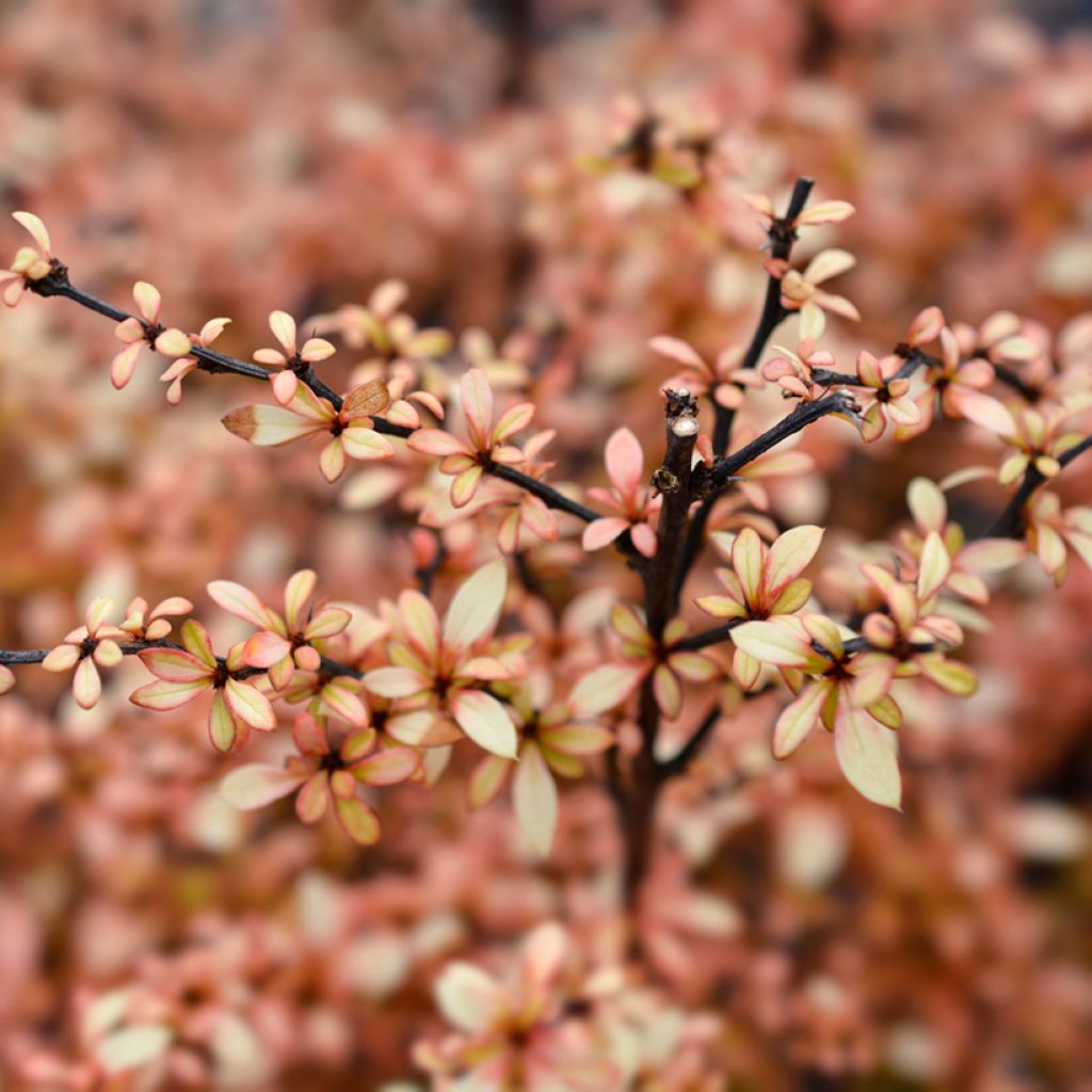 Agracejo japonés - Berberis thunbergii Golden Dream