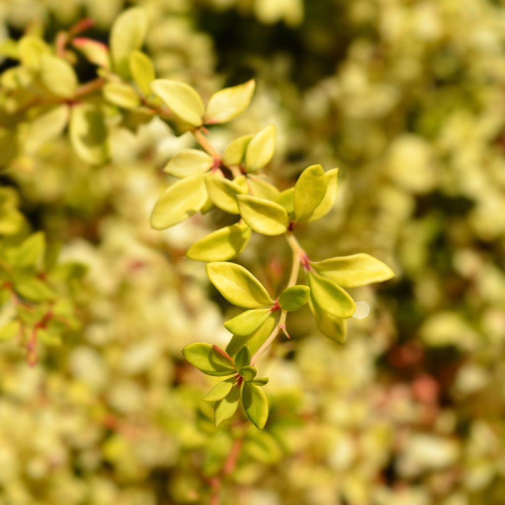 Agracejo japonés - Berberis thunbergii Golden Dream