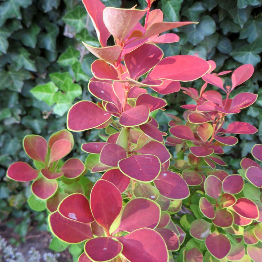 Agracejo japonés - Berberis thunbergii Golden Ring