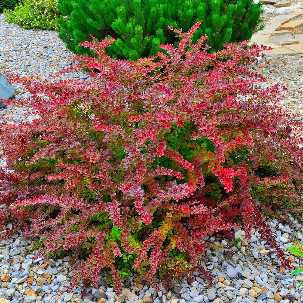 Agracejo japonés - Berberis thunbergii Golden Ring