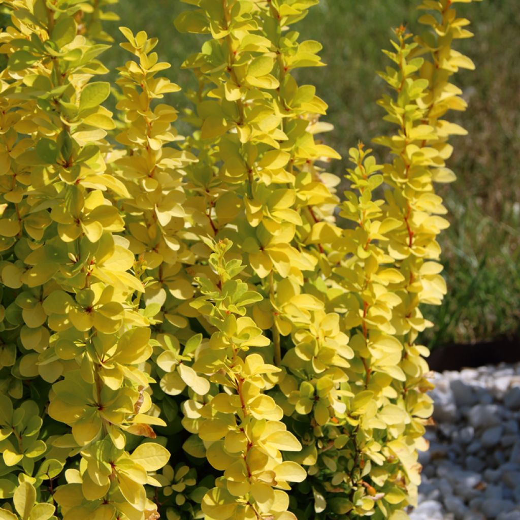 Agracejo japonés - Berberis thunbergii Golden Rocket