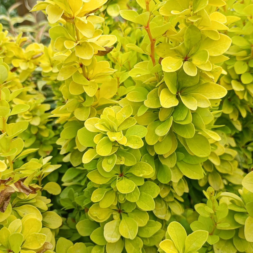 Agracejo japonés - Berberis thunbergii Golden Rocket