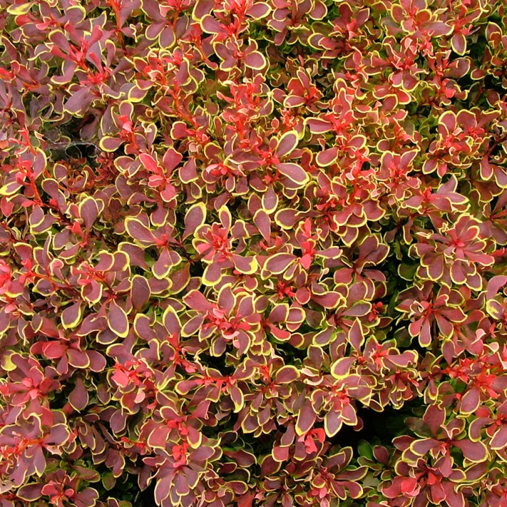 Agracejo japonés - Berberis thunbergii Golden Ruby